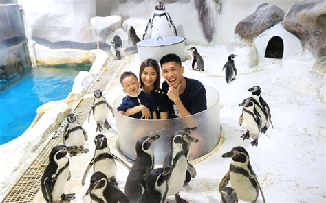 manila ocean park rates|First Visit .